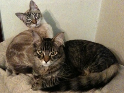 kittens3.jpg