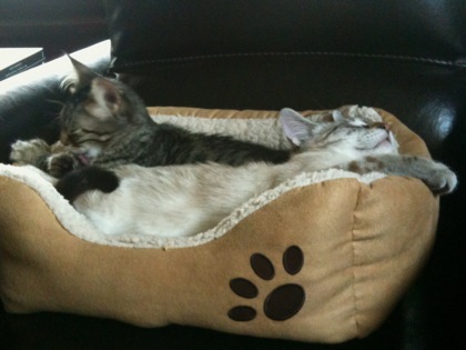 kittens4.jpg